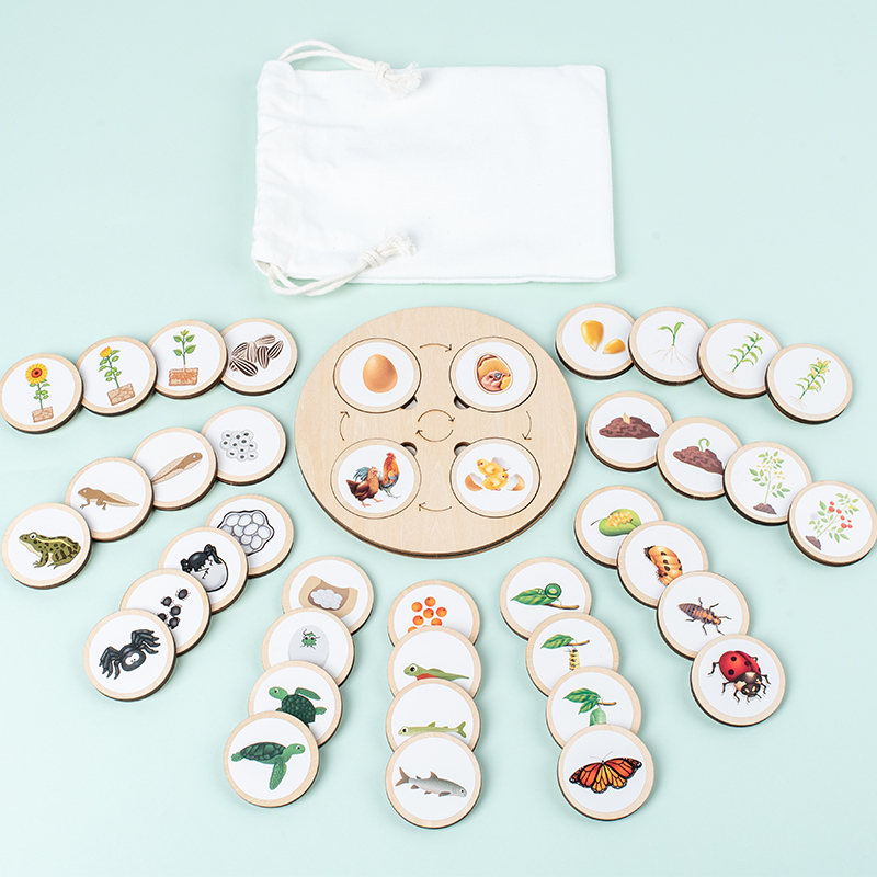 Life Cycle Board Montessori Ki - Science Nature บทวิจารณ์และราคา